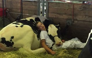 Tired Boy And His Cow Lose Out At Dairy Fair, But Win Over The Internet After Taking A Nap Together