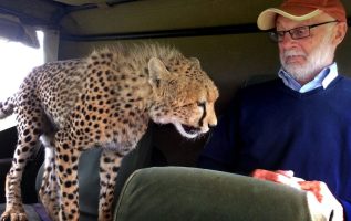 Wild Cheetah Got Into The Tourist’s Vehicle Getting Close To Him