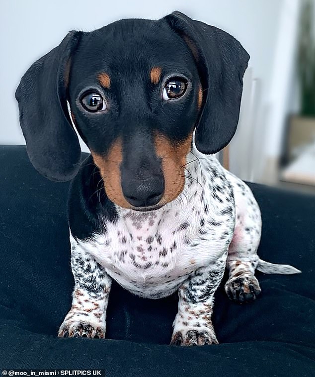 Adorable: Moo has very distinct piebald fur, which is when an animal has unpigmented, white, spots on a pigmented background