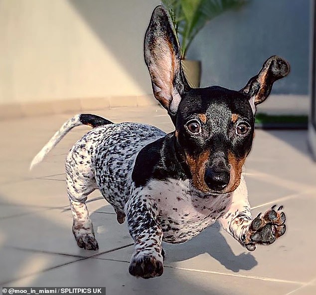 Extra special: An adorable dachshund called Moo has won a host of fans thanks to his unique fur, which means he has a black-and-white spotted body - leaving him looking like a Dalmatian