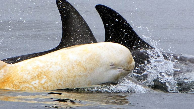 Rare albino dolphin sighting - Storytrender
