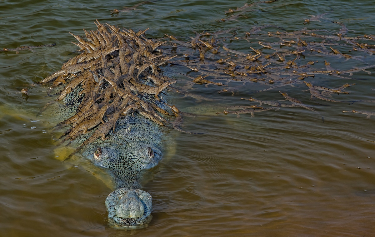 Gharial Carrying Young on Its Back