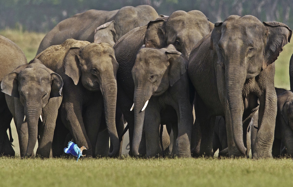 Pack of Elephants