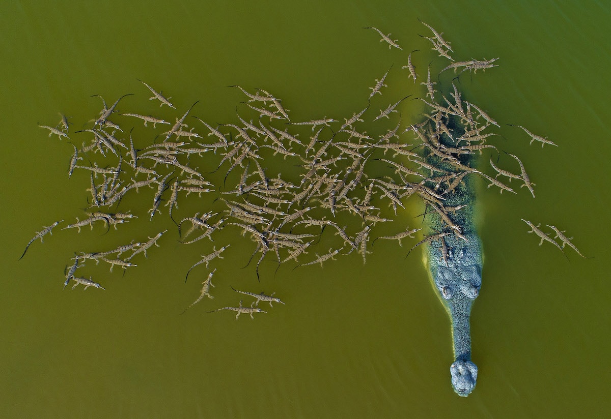 Crocodile With Its Babies in the Water