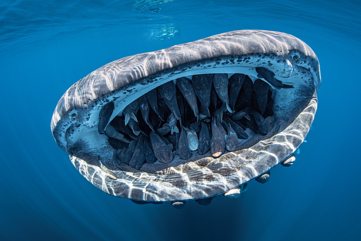 Whale Shark with Fish in Her Mouth