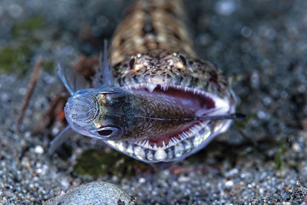 Lizardfish With a Damselfish in its Mouth