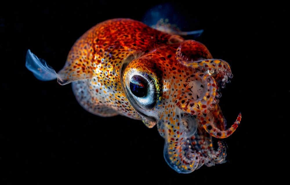 Cuttlefish - Sepiola birostrata 