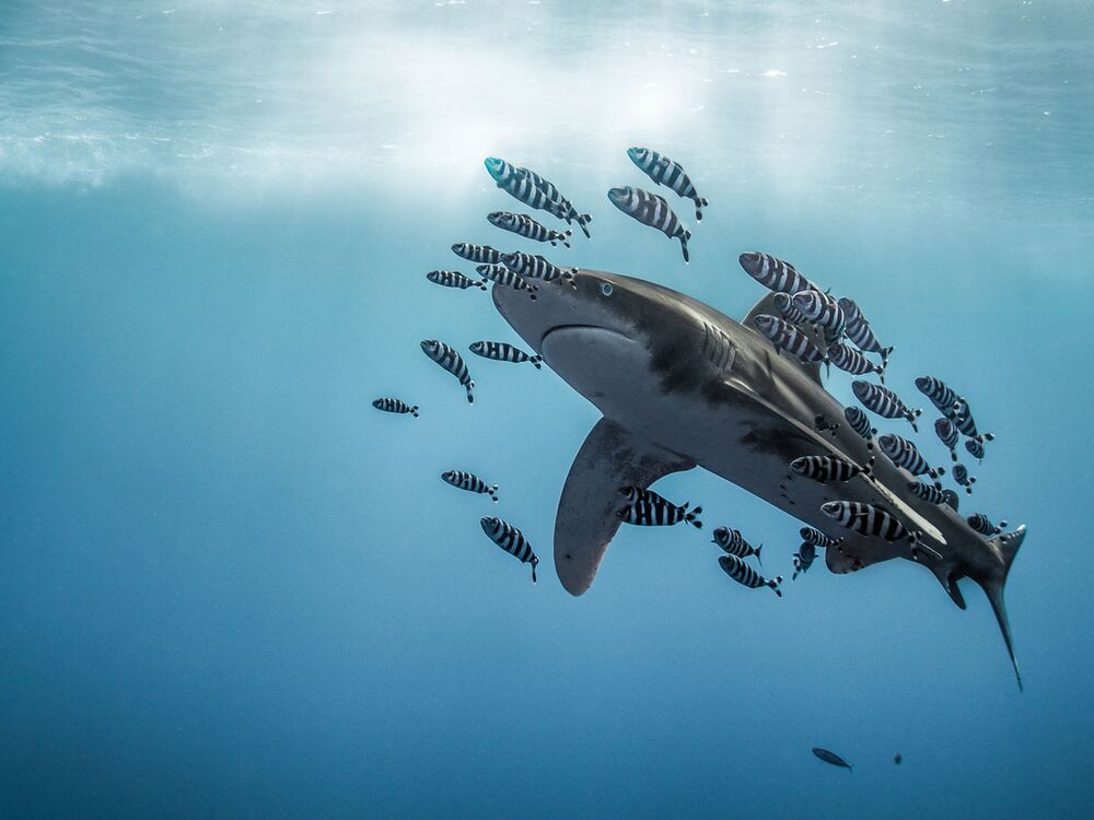 Whitetip Shark Surrounded by Fish