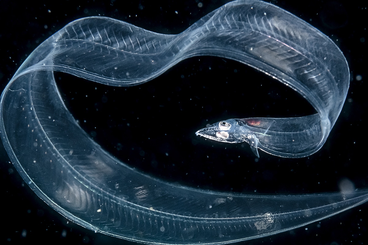 Deep Sea Eel