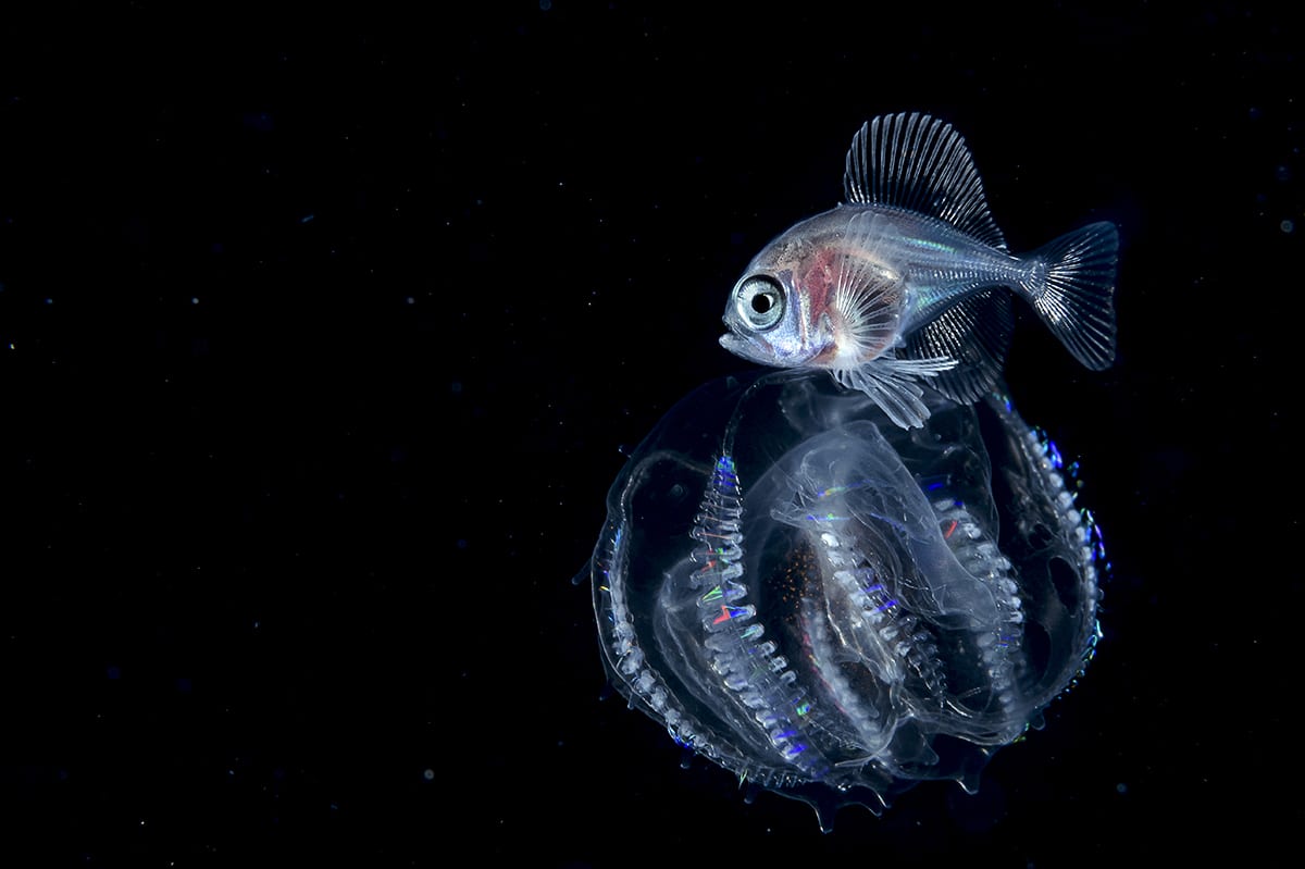 Fish Blackwater Deep Sea