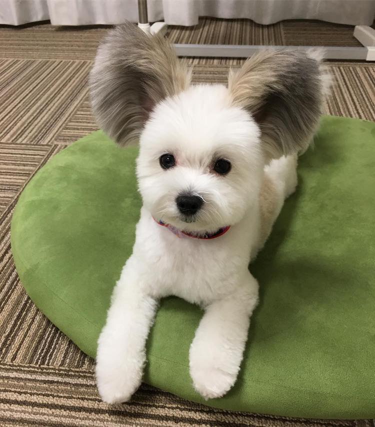 Goma the Mickey Mouse Dog