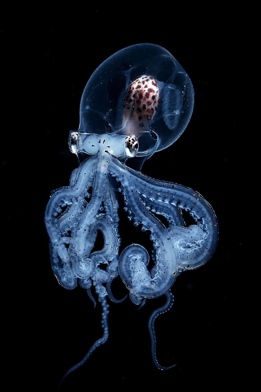 Octopus Blackwater Photography Wu Yung-sen