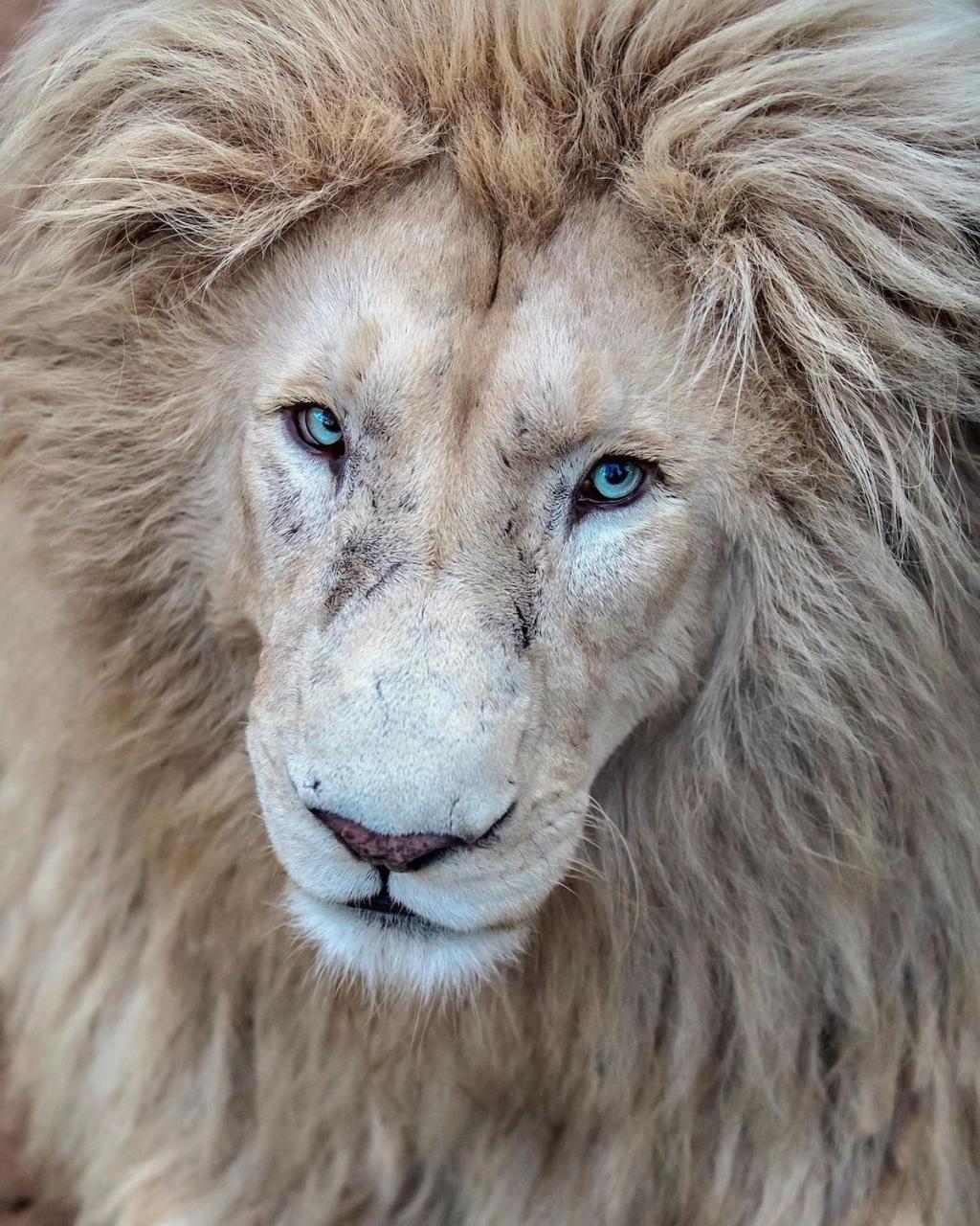 Lion Photographs by Simon Needham