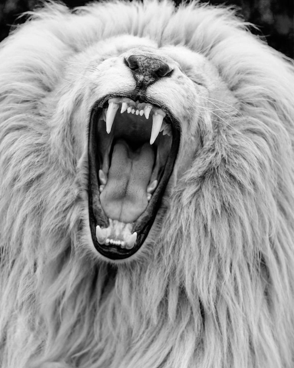 Lion Photographs by Simon Needham