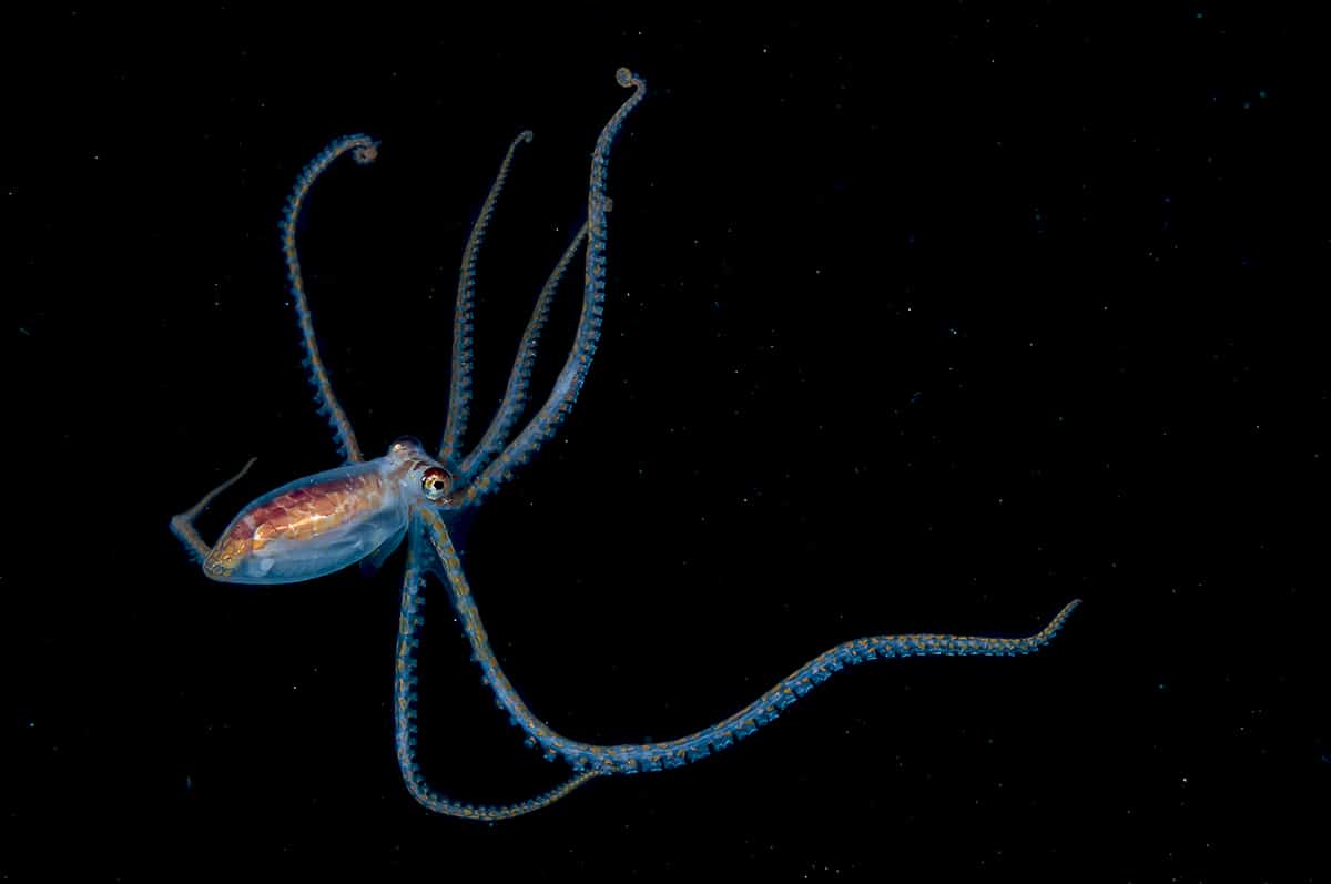 Squid Deep Sea Ocean Creature