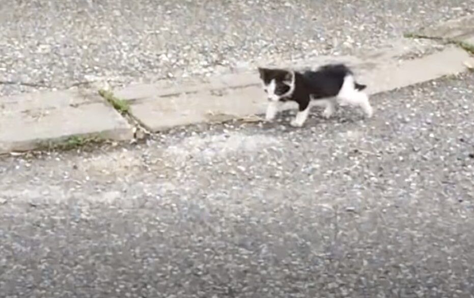 kitten on street